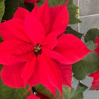 ポインセチアの画像