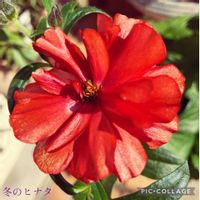 ラックス ハデス,ラナンキュラスラックス　ハデス,花のある暮らし,記念の一枚,チーム冬のヒナタの画像