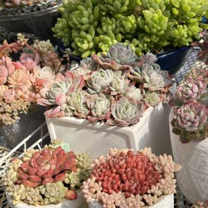 琥珀,アップルパイ,ゴールドバーガー,多肉植物,多肉植物寄せ植えの画像