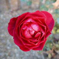 寄せ植え,鉢植え,ガーデニング,散策,植え込みの画像