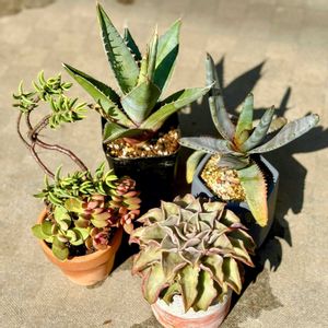 ビルベルギア・ダースベイダー,アロエブリザード,マディバ,ビカクシダ シルバー サーモン,アガベ　オテロイ　オアハカの画像