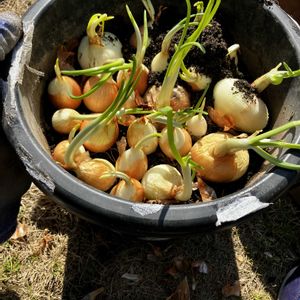 玉ねぎ,ブロッコリーの画像