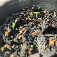 イチゴ,イチゴ,なんだろう？,屋上,初心者の画像