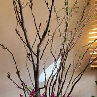 啓翁桜,啓翁桜,桜,雲竜柳(ドラゴン柳),雲竜の画像