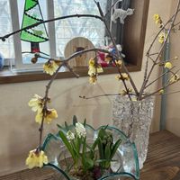 ヒヤシンス水栽培,ムス♡カリ,ステンドグラス作品,オランジェット作りの画像