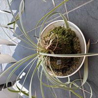 チランジアの画像