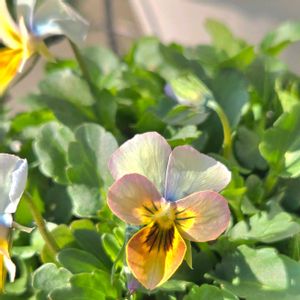 ビオラ,種まき,花苗,種から育てるの画像