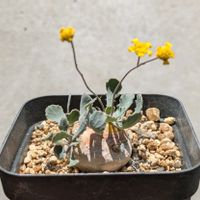 多肉植物,鉢植え,オトンナ属,コーデックス,多年草の画像