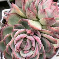 千代田の松,ヒアリウム,プラティフィラ,樹霜,カメムシの画像