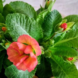 ハーデンベルギア,プリムラ,室内,花のある暮らし♡,おうち園芸の画像