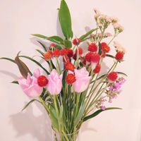 センニチコウ ストロベリーフィールド,切り花,花瓶,北海道,バレンタインの画像