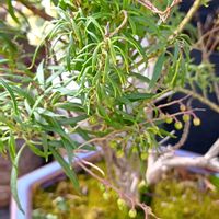 苔(コケ),苔(コケ),ゼニゴケ,つぼみ！！,ホソバ アセビの画像