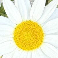 ベテラン乙女倶楽部,玄関アプローチの画像