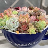 エケベリアいろいろ,多肉植物,多肉植物寄せ植え,多肉寄せ植え,エケベリア属の画像