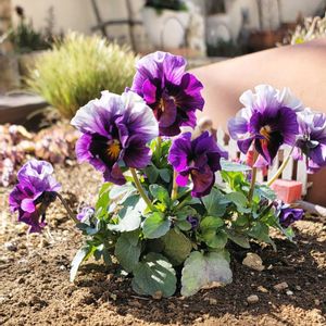 地植え,かわいいな♡,お花好き,すてき…♡,自己流ガーデニングの画像