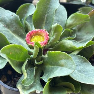 ノースポール,デイジー,デージー　タッソー ストロベリー&クリーム,いつもありがとう♡,タキイの画像