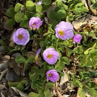 ムラサキカタバミの画像