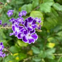 デュランタ 宝塚の画像