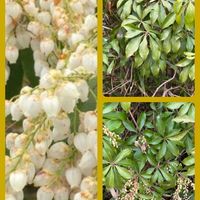 アセビ,ストレプトカーパス,ストレプトカーパス,ユーフォルビアゴールデンレインボー(斑入り),バレンタインデーの画像