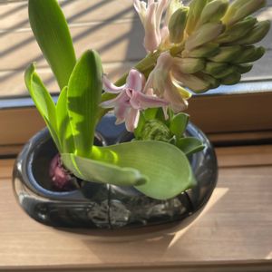 ヒヤシンス,観葉植物,ヒヤシンス水栽培,みどりがある暮らし,おうち園芸の画像