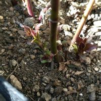 フジバカマ,シモツケ ,出た！新芽♡,おおきくなったね♡,日々の成長を記録記録！^ ^の画像