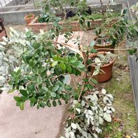 フェイジョア,果物,庭植え,花のある暮らし,おうち園芸の画像