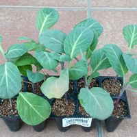 キャベツ,キャベツ,無農薬栽培,家庭菜園の画像