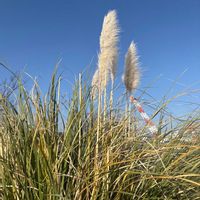 パンパスグラスの画像