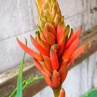 アロエ,玄関アプローチの画像