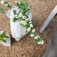 コデマリの画像