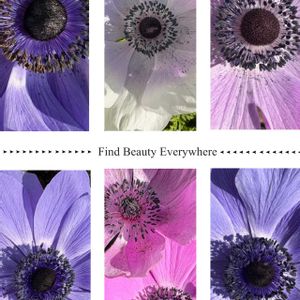 アネモネ,アネモネ,屋上庭園,ショッピングセンター,お出かけ先の画像