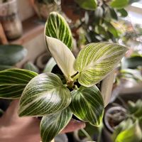 フィロデンドロン,フィロデンドロン　ペリドット,フィロデンドロン属の画像