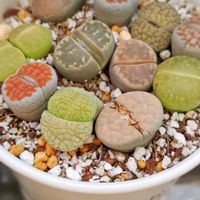 リトープス,多肉中毒,ベランダ多肉,タニラー,多肉女子の画像