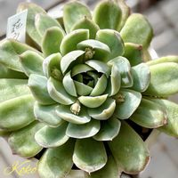 多肉,花うらら,多肉植物,癒し,植物のある暮らしの画像