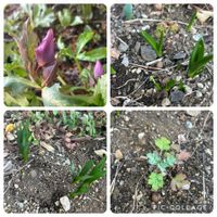 クリスマスローズ,スノードロップ,スノーフレーク,よもぎ,暖かい日の画像