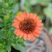 オステオスペルマム,オステオスペルマム　3D,グリーンプラザ山長の画像