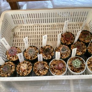 ガーデニング,ウッドデッキ,寄せ植え大好き,お迎え多肉,多肉箱の画像