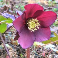 クリスマスローズ,クリスマスローズ,クリスマスロ－ズ,クリスマスローズ シングルブラック,グリーンのある暮らしの画像