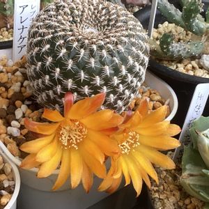 ガーデニング,ウッドデッキ,寄せ植え大好き,お迎え多肉,多肉箱の画像