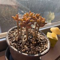  ブロンズ姫の画像