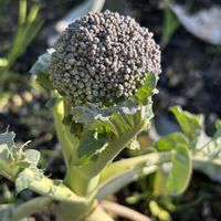 ブロッコリー,ナチュラルガーデン,冬の庭の画像