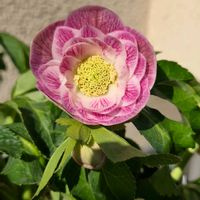 クリスマスローズ,植物のある暮らし, クリスマスローズ,花のある生活,みどりのある暮らしの画像