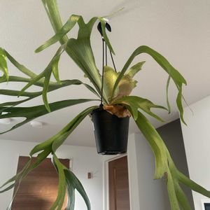 ビカクシダ アルシコルネ,観葉植物, コウモリラン ,コウモリラン アルシコルネ, ビカクシダの画像