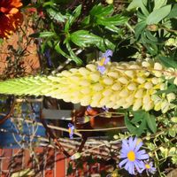 ルピナス,花のある暮らし,お散歩途中,PicAtom,PicAtom2602の画像