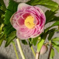 クリスマスローズ,植物のある暮らし, クリスマスローズ,花のある生活,みどりのある暮らしの画像