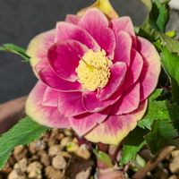 クリスマスローズ,花のある暮らし,緑のある暮らし,植物のある暮らし, クリスマスローズの画像