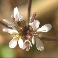 タネツケバナ,小さな花,心に笑顔の花をの画像