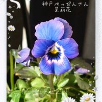 ヒヤシンス,小輪ビオラ,神戸べっぴんさんビオラ,プランター植え,ビオラ・パンジーの画像