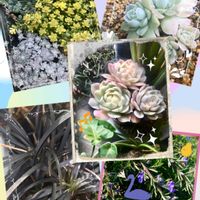 ローズマリー,白雪ミセバヤ,斑入りタイトゴメ,黒竜,セダム マジョールの画像