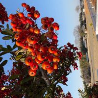 ピラカンサの画像